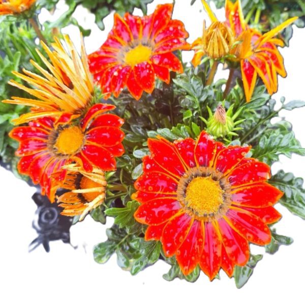 A close up of some red flowers with yellow centers