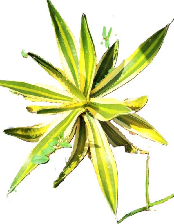 A plant with green leaves on it's side.