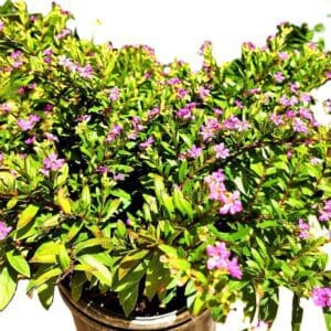 A close up of some purple flowers in a pot