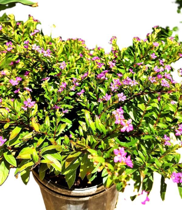 A close up of some purple flowers in a pot