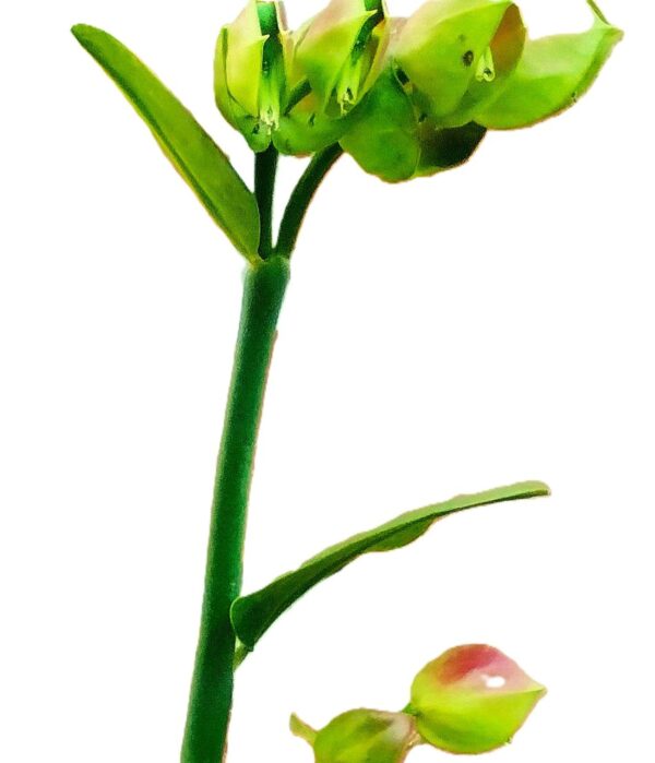 A green flower with water drops on it.