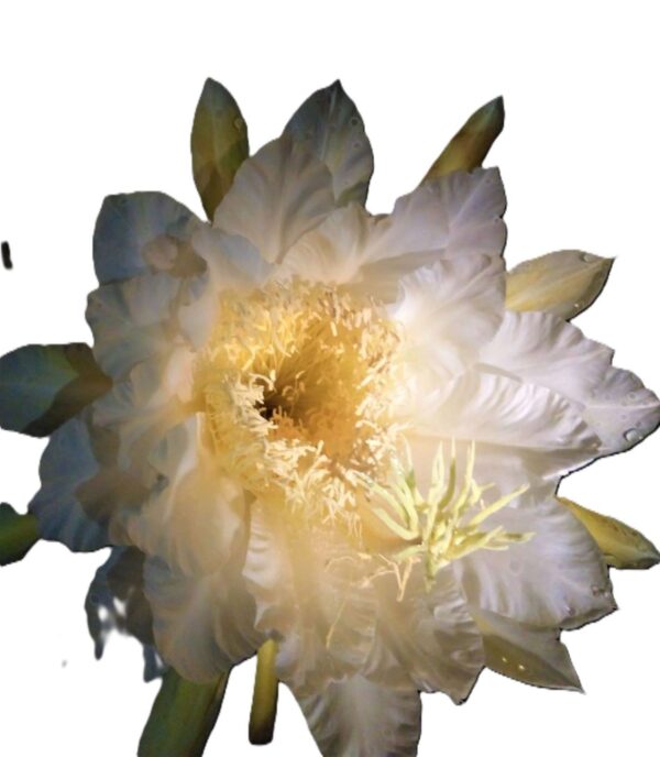 A white flower with yellow center and green leaves.