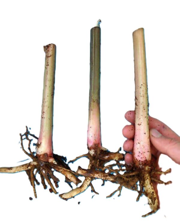 Three candles are being held up by a hand.