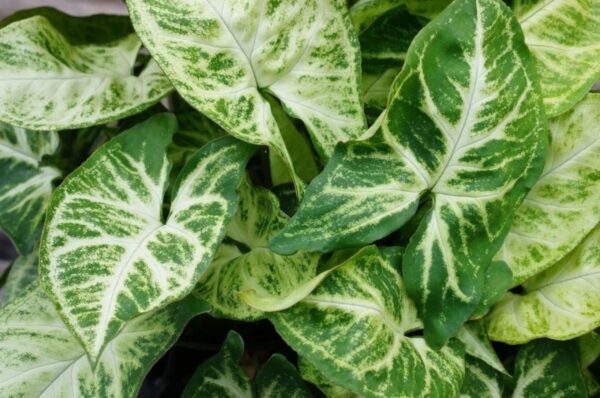 A close up of green leaves on the ground