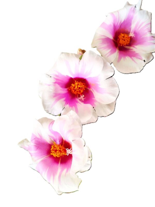 Three pink flowers are in a row on the ground.