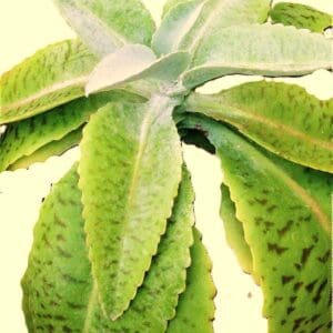 A close up of the leaves on a plant