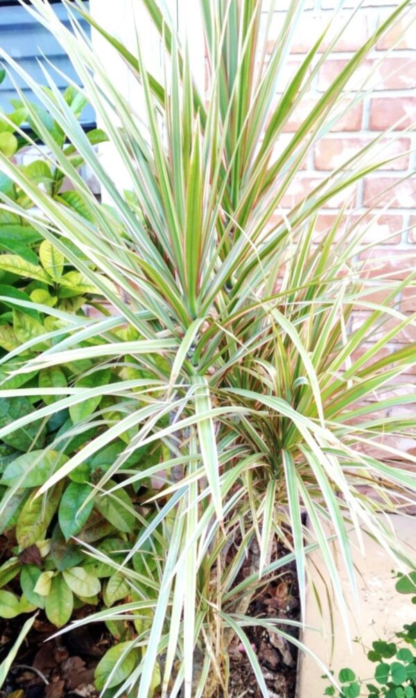 A plant that is growing in the ground.