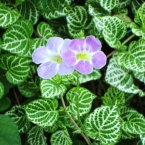 A purple flower sitting on top of green leaves.