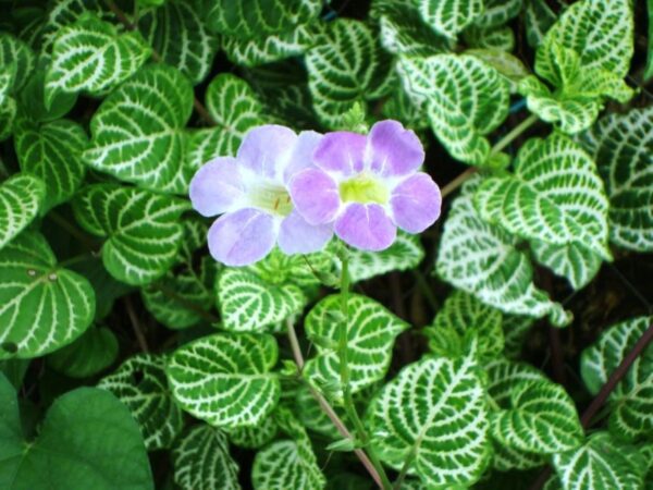 A purple flower sitting on top of green leaves.