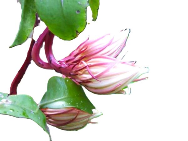 A close up of some flowers with green leaves