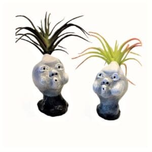 Two ceramic pots with air plants in each one.
