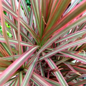 A close up of the leaves on a plant
