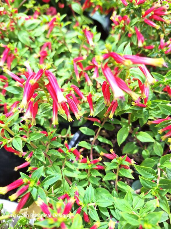 A close up of the flowers on a plant