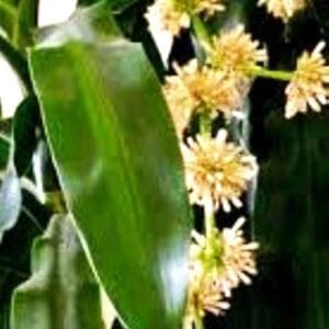 A close up of some flowers and leaves