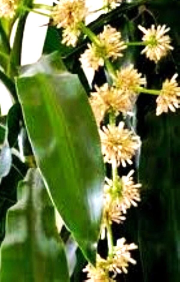 A close up of some flowers and leaves
