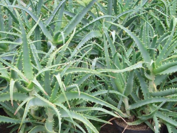 A close up of some green plants in the grass