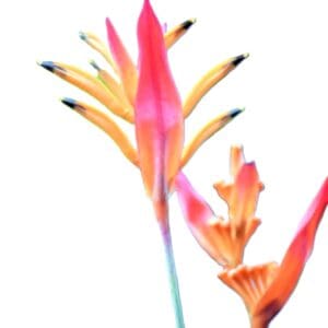 A close up of some flowers with long stems