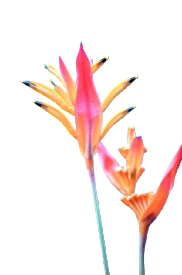 A close up of some flowers with long stems