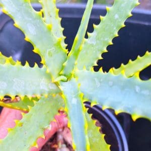 A close up of the leaves on a plant