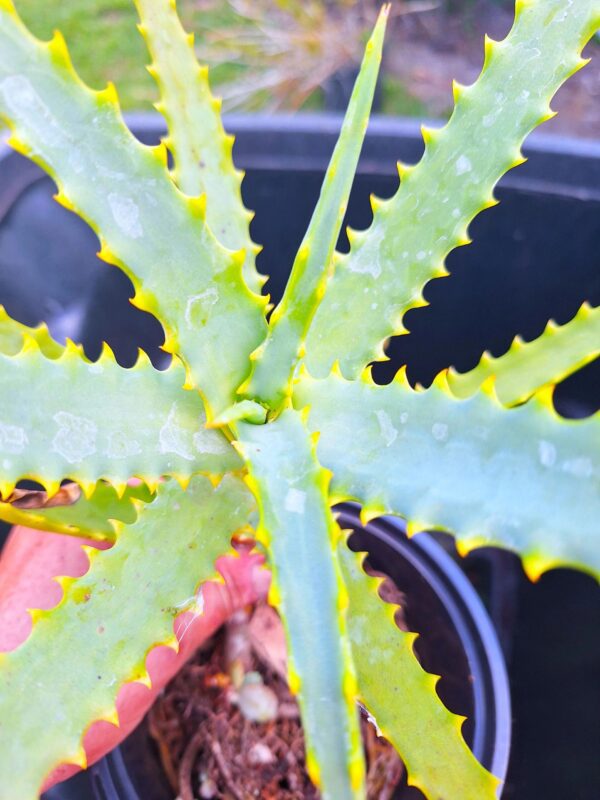 A close up of the leaves on a plant