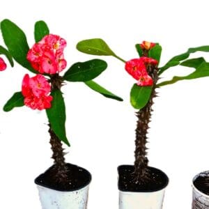 Two pink flowers in a white pot next to each other.