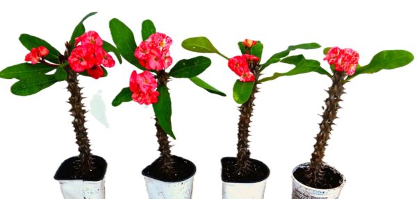 Two pink flowers in a white pot next to each other.