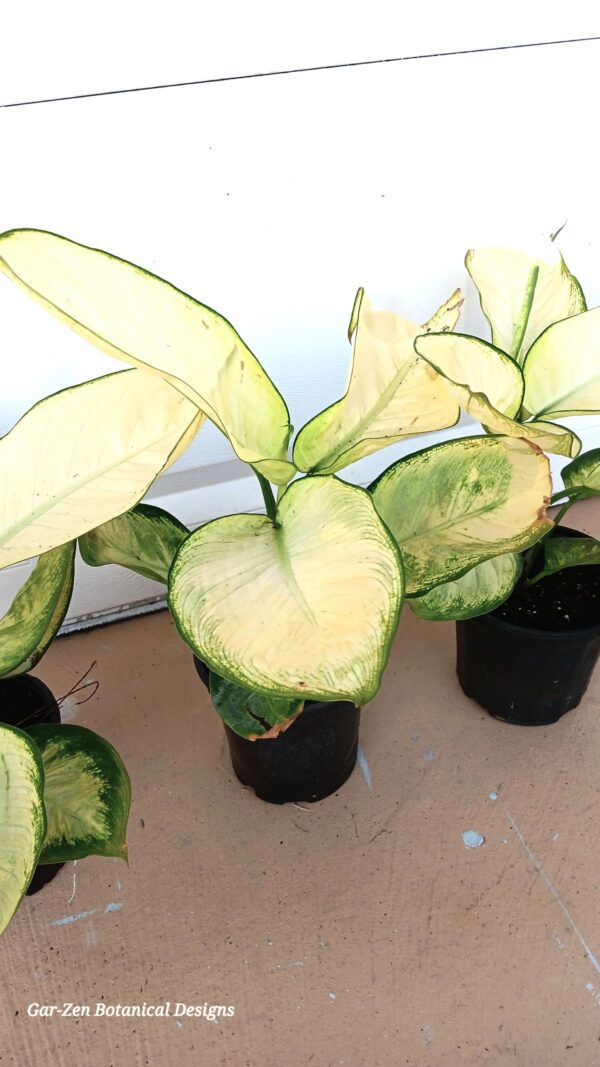 Three plants are sitting in a row on the table.
