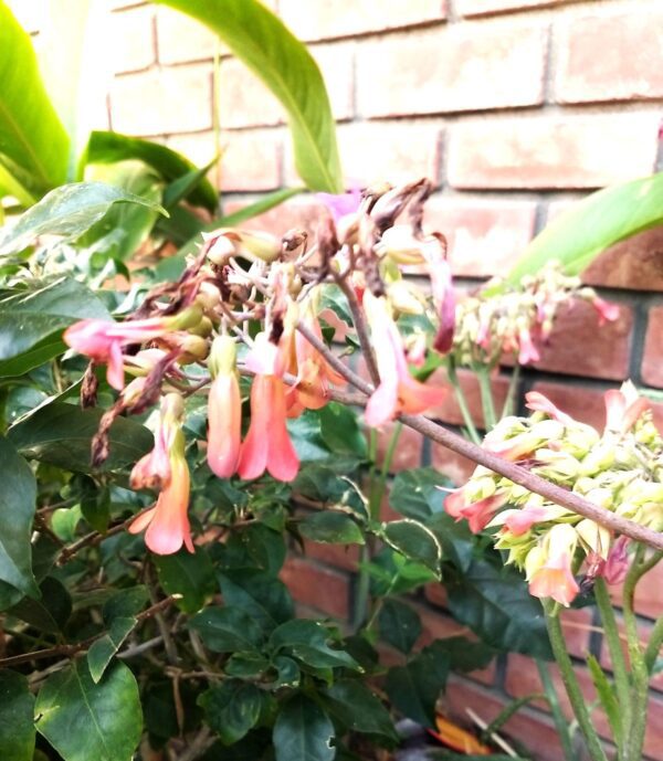 A pink flower is growing in the garden.