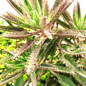A close up of the leaves on a plant