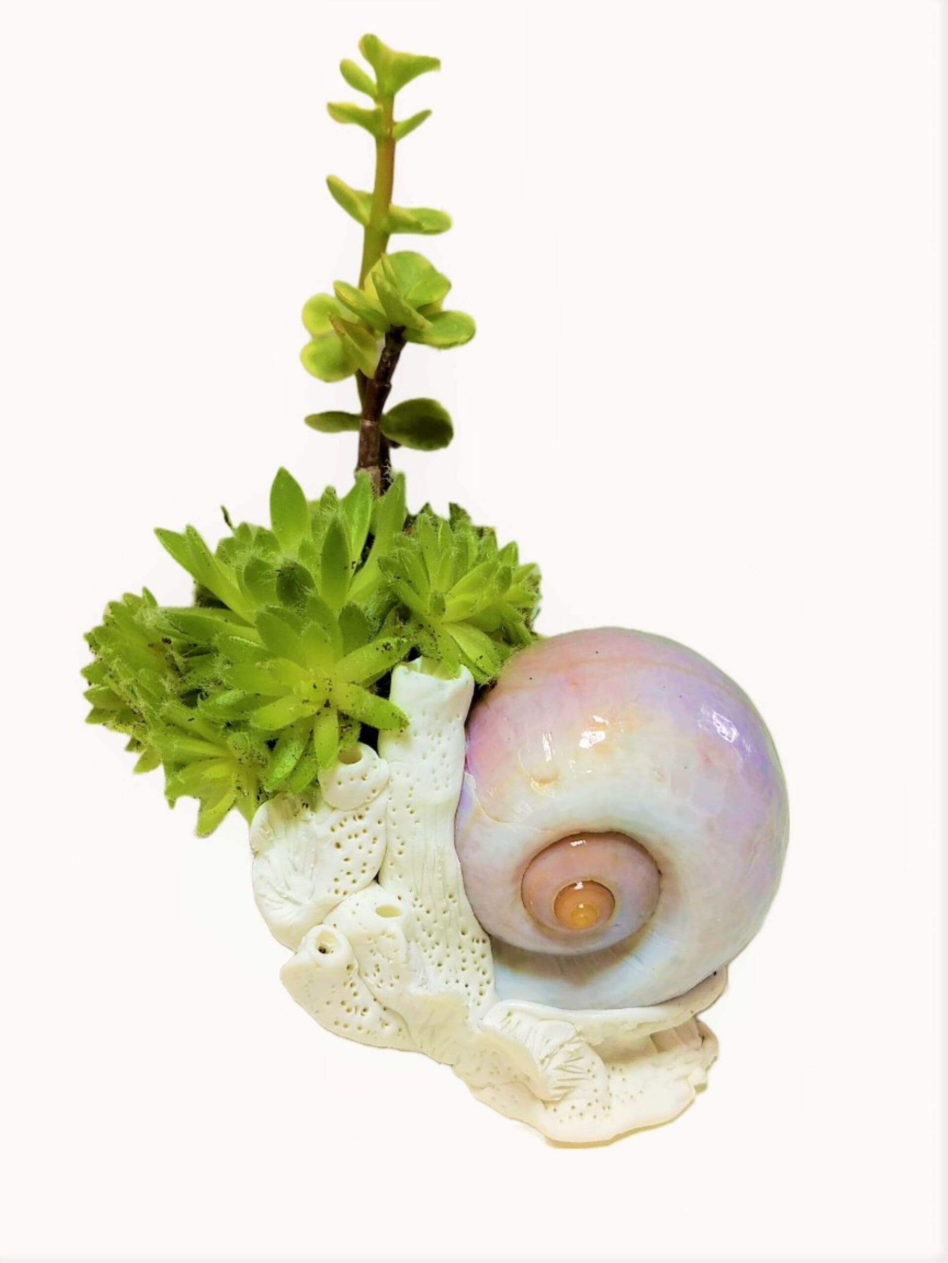 Beach Polished Shell on Coral Planter with Live Succulents. - Image 5