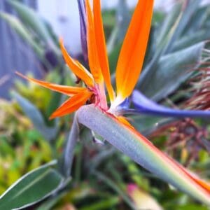 A close up of the flower with many colors