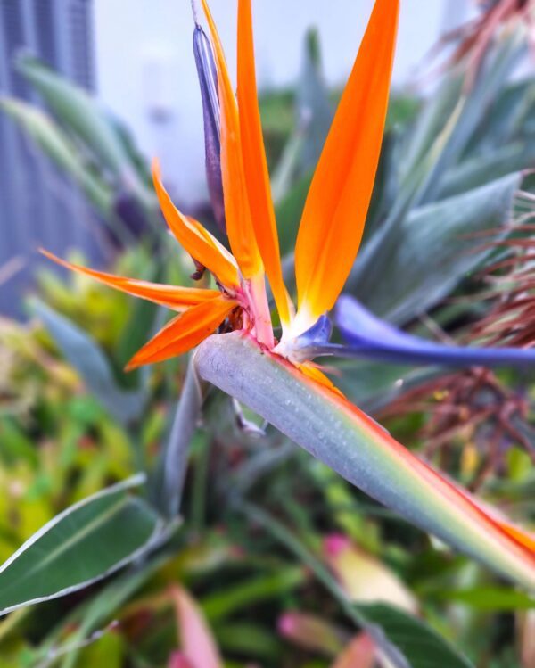 A close up of the flower with many colors