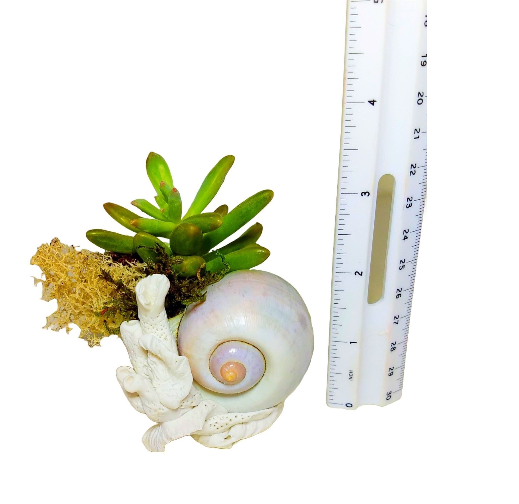 Beach Polished Shell on Coral Planter with Live Succulents. - Image 4
