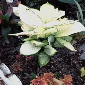 A plant that is growing in the ground.