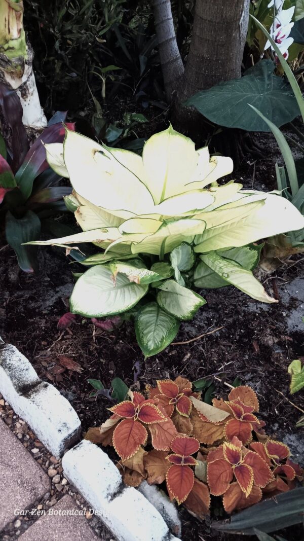 A plant that is growing in the ground.