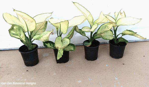 A group of four potted plants sitting on top of the ground.