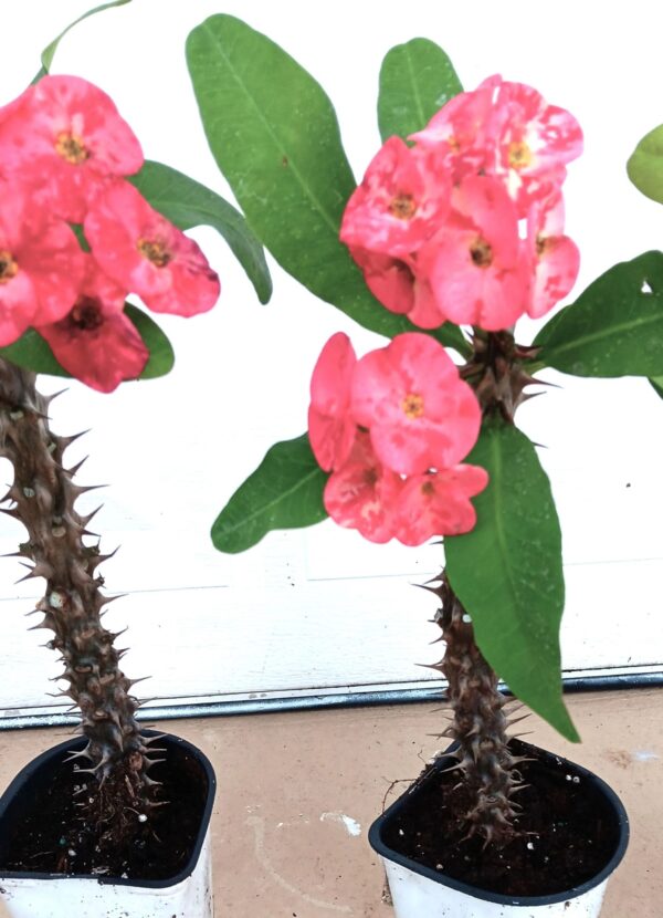 Two pink flowers are growing in a black pot.