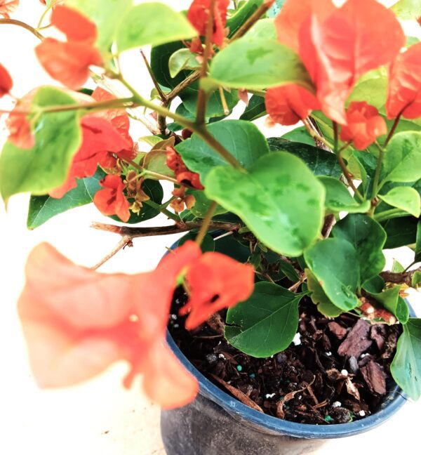 A plant that is in a blue pot.