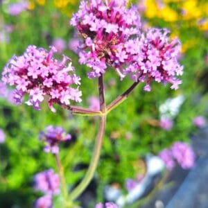 A close up of some purple flowers in the grass