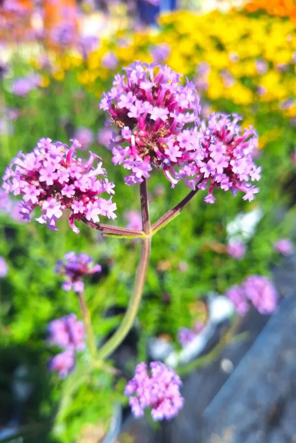 A close up of some purple flowers in the grass