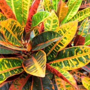 A close up of the leaves on a plant