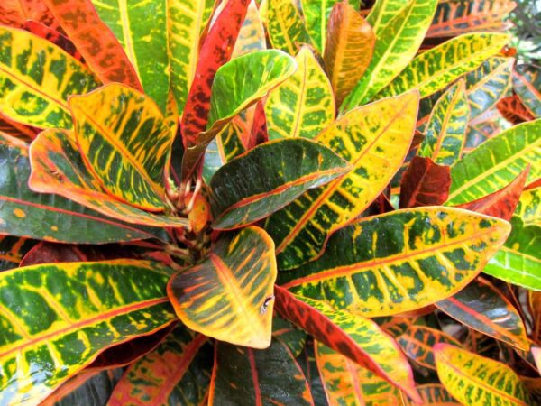 A close up of the leaves on a plant