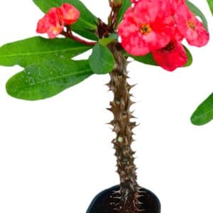 A plant with red flowers and green leaves.