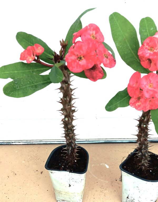 Two pink flowers in a white pot on the ground.