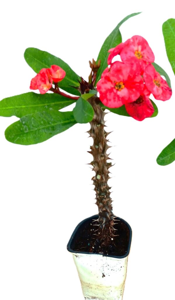A plant with red flowers and green leaves.