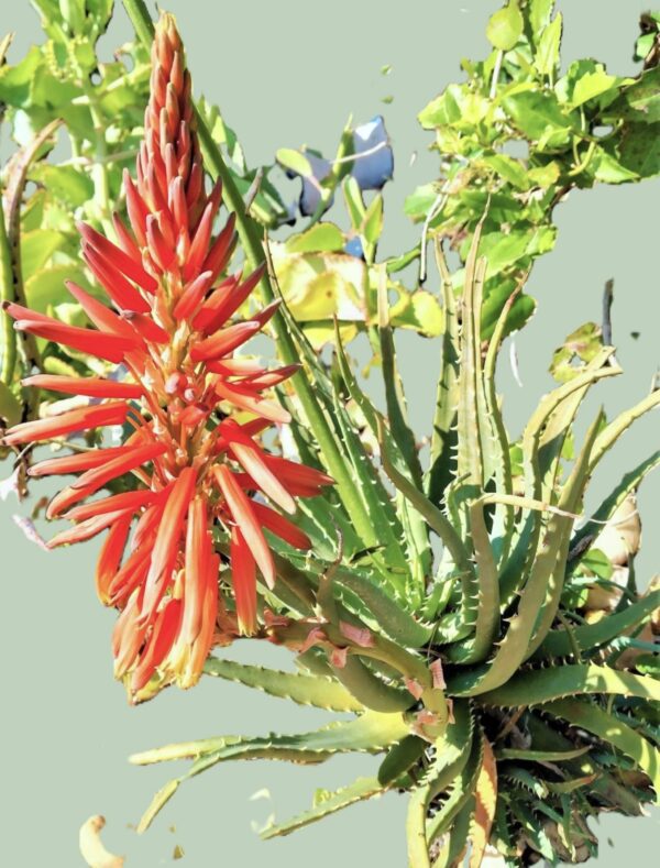 A close up of the flower of an aloe plant.