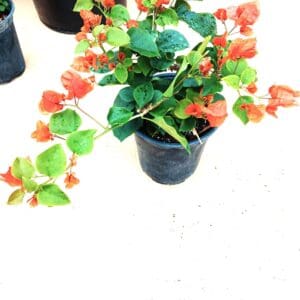 A plant that is sitting in the dirt.