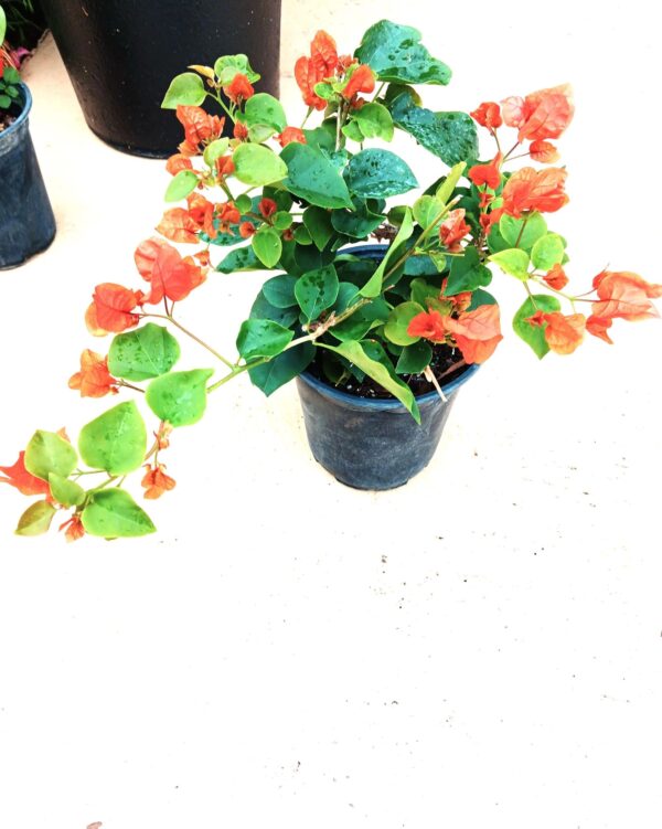 A plant that is sitting in the dirt.