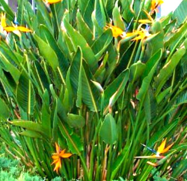 A close up of some green plants with yellow flowers
