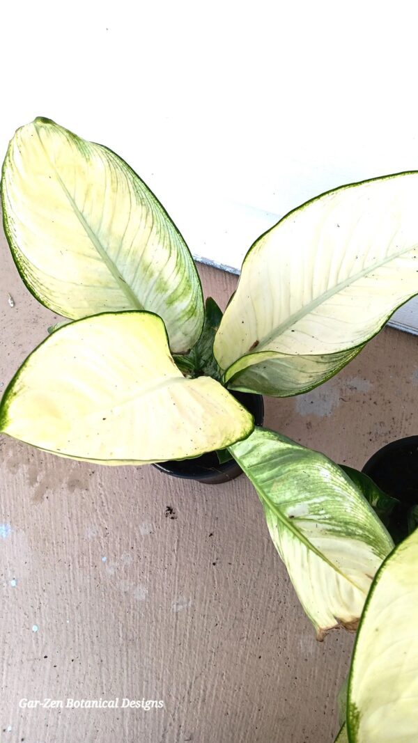 A close up of the leaves on a plant
